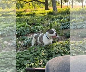 American Pit Bull Terrier-Unknown Mix Dogs for adoption in Waterloo, IA, USA