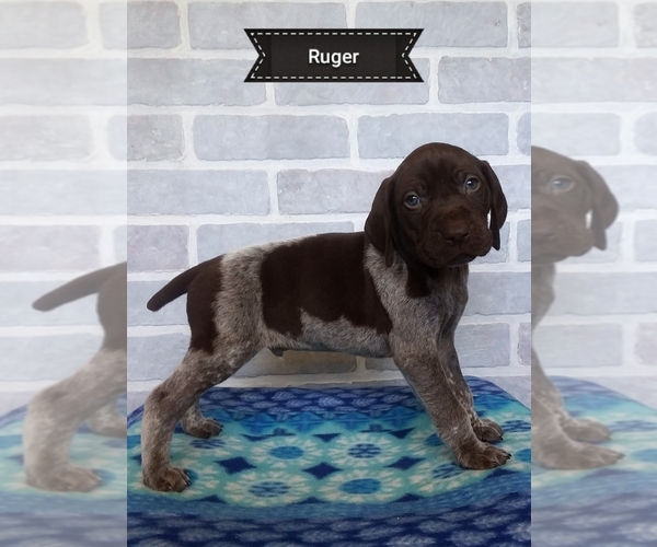 Medium Photo #10 German Shorthaired Pointer Puppy For Sale in ELBERTA, AL, USA