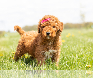 Goldendoodle-Poodle (Miniature) Mix Puppy for sale in TOPEKA, IN, USA