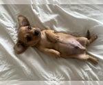 Small #2 Dachshund
