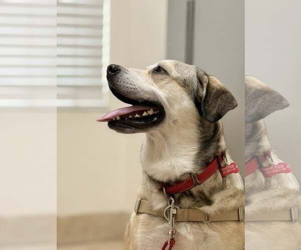 Medium Photo #10 Mutt Puppy For Sale in Chester, NJ, USA