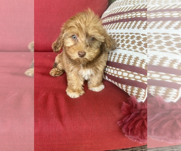 Medium Photo #7 Poovanese Puppy For Sale in RICHMOND, IL, USA