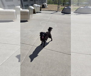Mutt Dogs for adoption in Maquoketa, IA, USA