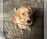 Small Golden Retriever