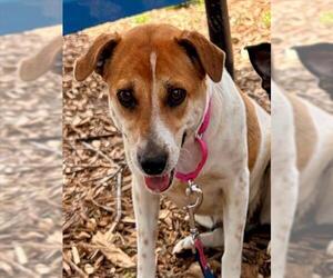 Mutt Dogs for adoption in Waterford, VA, USA