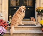 Small Photo #1 Goldendoodle (Miniature) Puppy For Sale in GLEN BURNIE, MD, USA