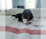 Small Photo #4 Basset Hound Puppy For Sale in PETERSBURG, IN, USA