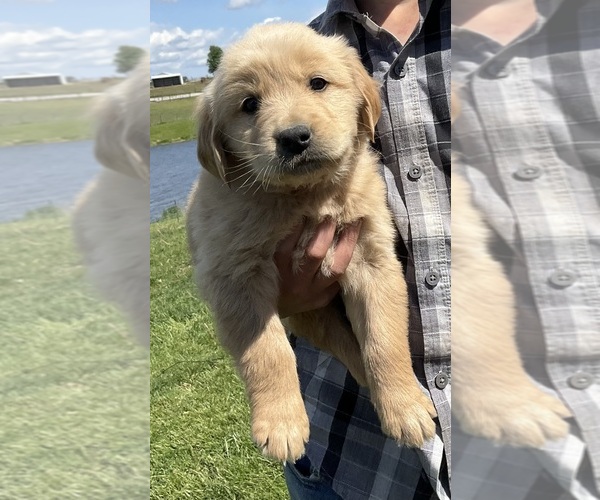 Medium Photo #4 Golden Retriever Puppy For Sale in MEMPHIS, MO, USA