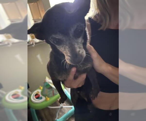 Medium Photo #1 Chihuahua Puppy For Sale in San Antonio, TX, USA