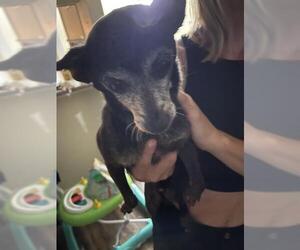 Chihuahua Dogs for adoption in San Antonio, TX, USA