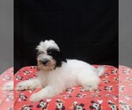 Jag - Male Shih-Poo Puppy for Sale - Photo #2