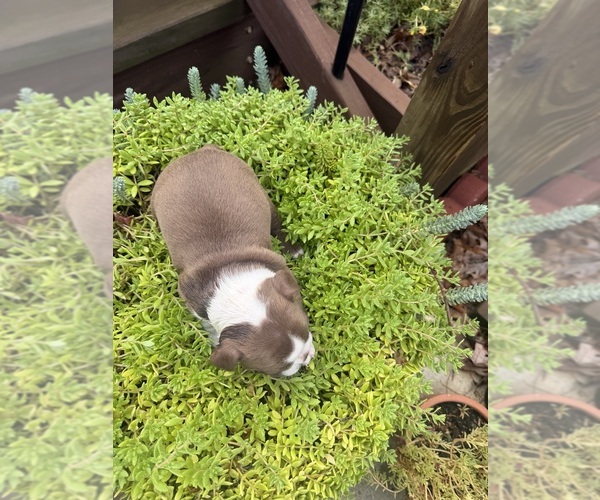 Medium Photo #4 Boston Terrier Puppy For Sale in FREDONIA, KS, USA