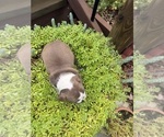 Small #3 Boston Terrier