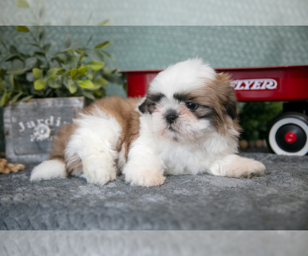 Medium Photo #2 Shih Tzu Puppy For Sale in CLARE, MI, USA