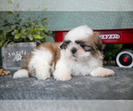 Small #1 Shih Tzu