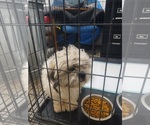 Small #2 Shih Apso