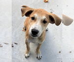 Small Mutt