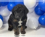 Small Photo #1 Aussiedoodle Miniature  Puppy For Sale in HICKSVILLE, OH, USA