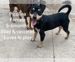 Small #1 Chiweenie