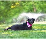 Small #8 Labrador Retriever Mix