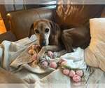 Small Photo #3 Mutt Puppy For Sale in Woodbury, NY, USA