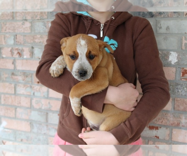 Medium Photo #4 Box heeler Puppy For Sale in CLARKRANGE, TN, USA