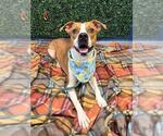 Small #1 American Pit Bull Terrier Mix