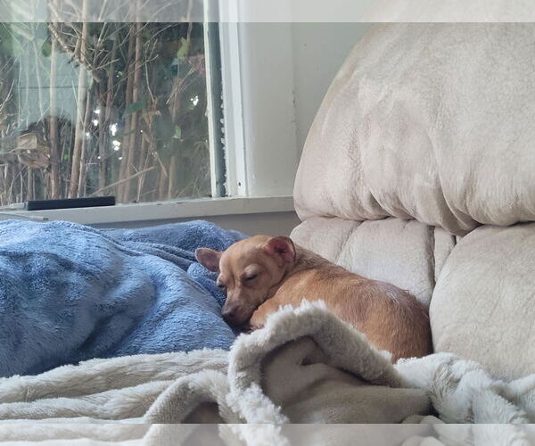 Medium Photo #2 Chihuahua Puppy For Sale in Seattle, WA, USA