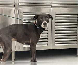 Labrador Retriever Dogs for adoption in Waco, TX, USA