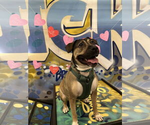 German Shepherd Dog-Unknown Mix Dogs for adoption in COLUMBIA, MD, USA