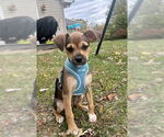 Small #3 Labrador Retriever Mix