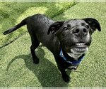 Small Photo #4 Labrador Retriever-Unknown Mix Puppy For Sale in Royal Palm Beach, FL, USA