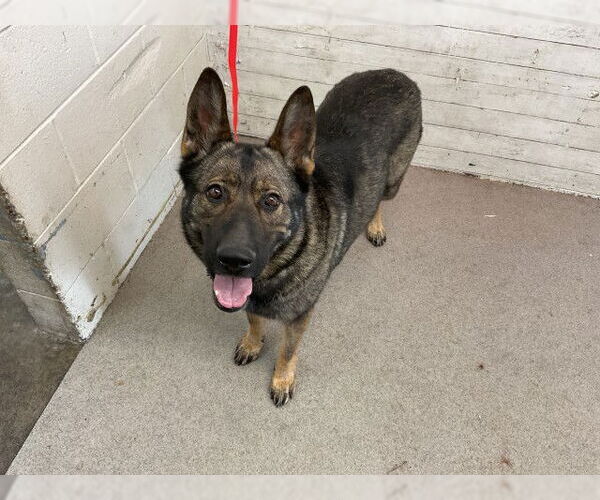 Medium Photo #1 German Shepherd Dog Puppy For Sale in San Bernardino, CA, USA