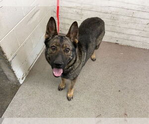 German Shepherd Dog Dogs for adoption in San Bernardino, CA, USA