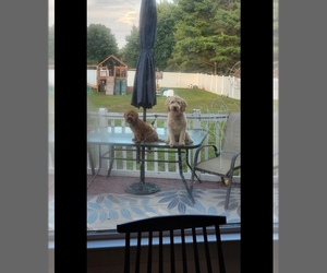 Goldendoodle (Miniature) Puppy for sale in WASHINGTON CROSSING, PA, USA