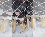 Small Photo #4 German Shepherd Dog Puppy For Sale in HESPERIA, CA, USA