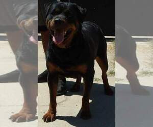 Mother of the Rottweiler puppies born on 05/15/2022