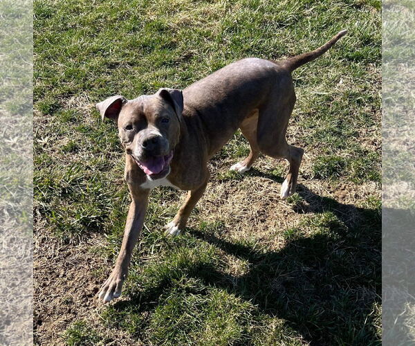Medium Photo #18 Boxer-Unknown Mix Puppy For Sale in Germantown, OH, USA