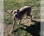 Small #17 Boxer Mix