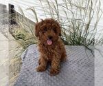 Image preview for Ad Listing. Nickname: Danny