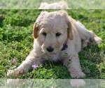 Small Photo #4 Goldendoodle Puppy For Sale in NEW BERN, NC, USA