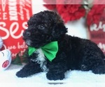 Small Photo #2 Poodle (Miniature) Puppy For Sale in CLAY, PA, USA