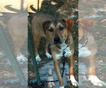 Small Photo #4 Shepradors Puppy For Sale in Attalka, AL, USA