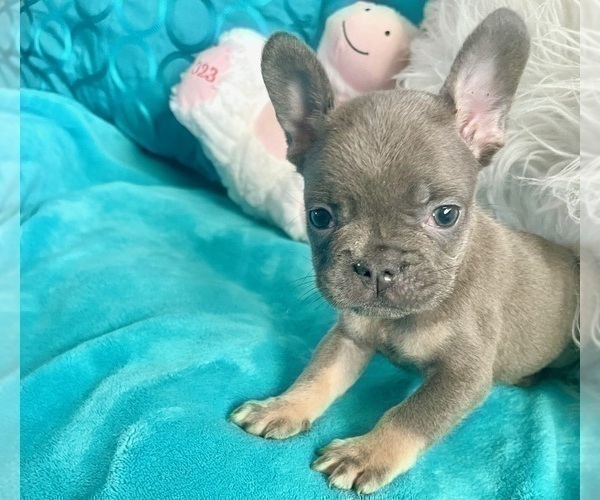 Medium Photo #5 French Bulldog Puppy For Sale in CHARLOTTESVILLE, VA, USA