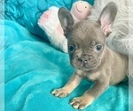 Small #4 French Bulldog