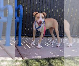 American Pit Bull Terrier-Unknown Mix Dogs for adoption in Elk Grove, CA, USA