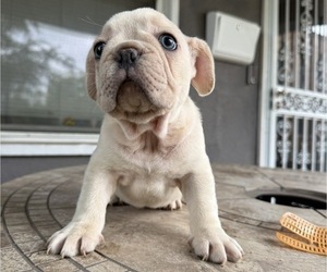Medium French Bulldog