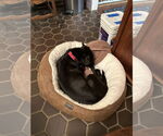 Small #2 Dachshund-Labrador Retriever Mix