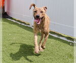 Small #4 Mountain Cur Mix