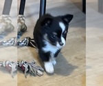 Small #6 Miniature Australian Shepherd